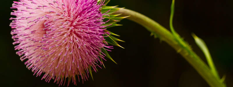 Bactrim (co-trimoxazole) is a prescription medicine planned for clients that established some microbial infections but are incapable to take care of it without taking some medicines of that kind.